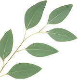 Eco Leaf Right
